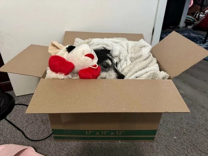 A little dog snuggled in a cardboard box, adding to funny unhinged dog pictures