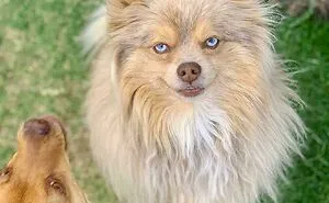 67 Hilarious Posts Of Dogs Who Don't Know How To Do Anything But Be Goofy (New Pics)