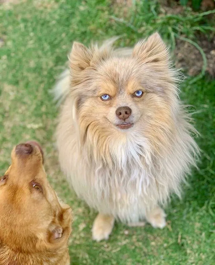 Funny unhinged dog pictures showing a fluffy pup with an intense, wide-eyed look