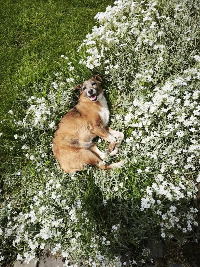 A happy dog rolling in white flowers, perfect for funny unhinged dog pictures