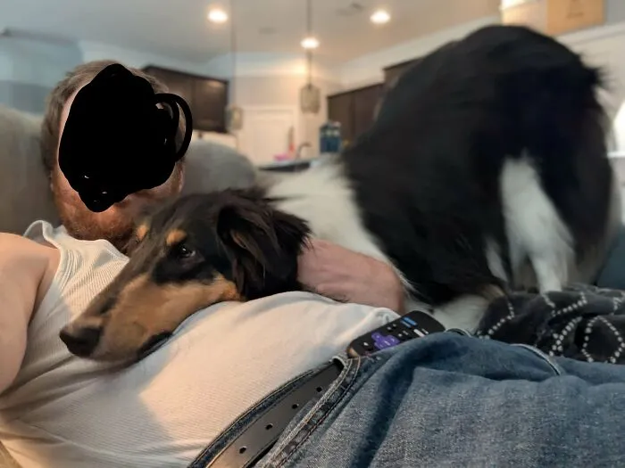 One of many funny unhinged dog pictures of a collie lying dramatically on its owner