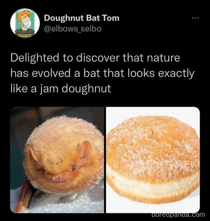 "Delighted To Discover That Nature Has Evolved A Bat That Looks Exactly Like A Jam Doughnut"