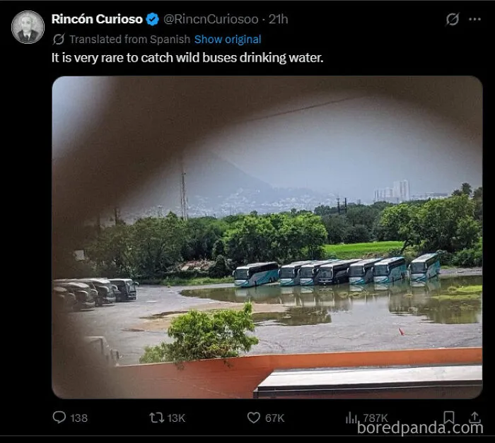 It Is Very Rare To Catch Wild Buses Drinking Water