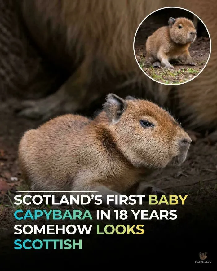 Scotland's First Baby Capybara In 20 Years Somehow Looks Scottish