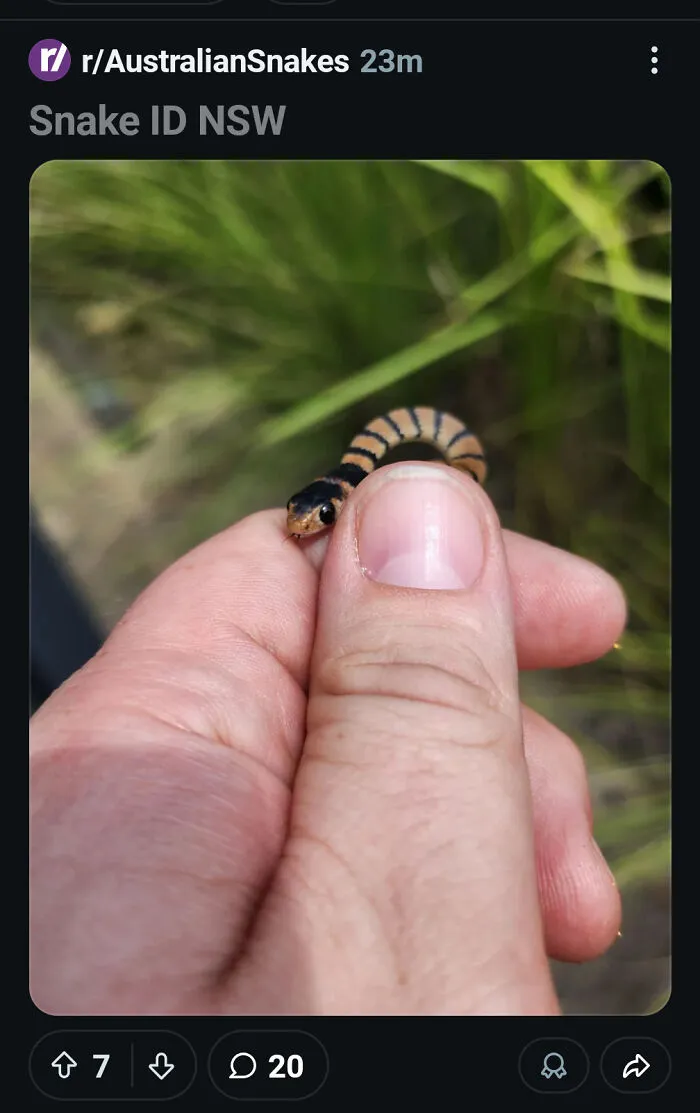 Finds Eastern Brown Snake, Picks It Up For ID Photo On Reddit