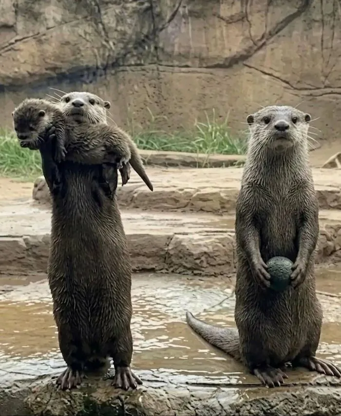 A Mother Otter Proudly Showed Off Her Baby,while The Dad Showed Off His Favorite Rock