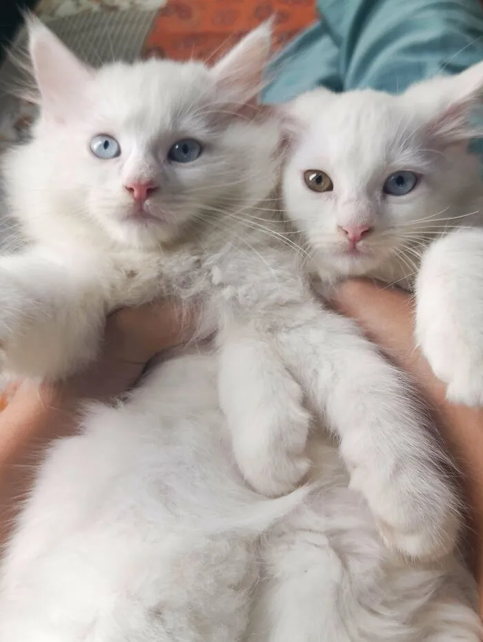 Council Of Cottonballs