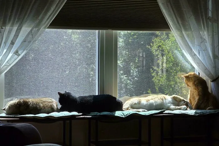 Council Of Sun-Worshippers