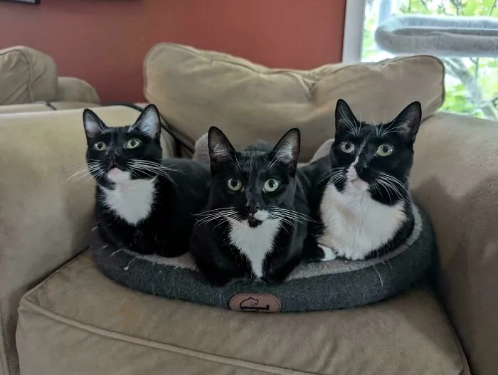 The Supuuuureme Court Meets