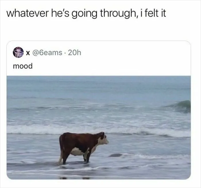 78 Hilarious Memes That Made The Internet A Slightly Better Place Today