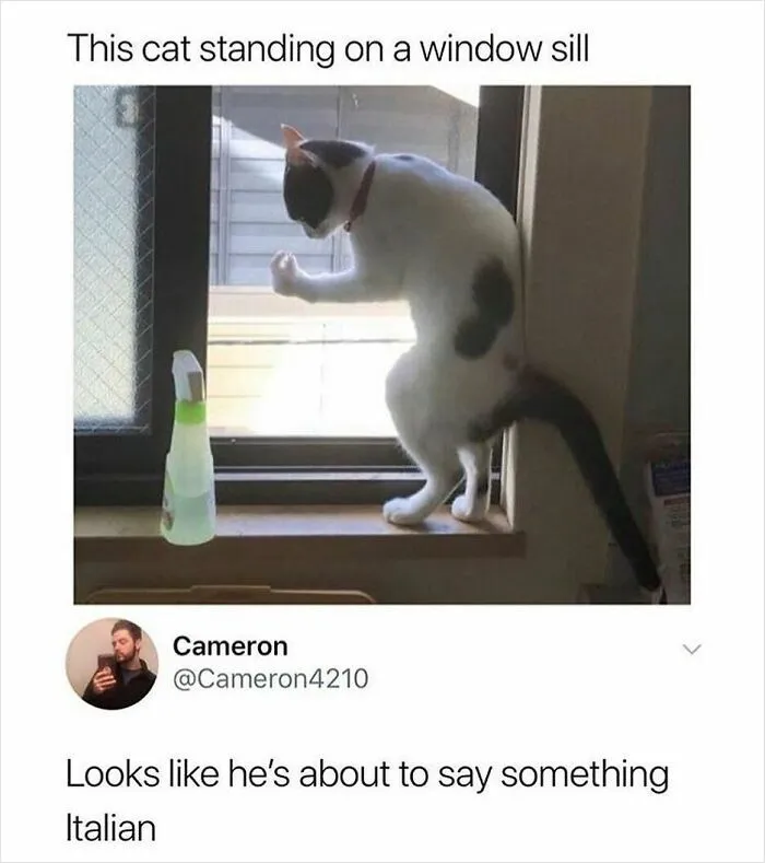 78 Hilarious Memes That Made The Internet A Slightly Better Place Today