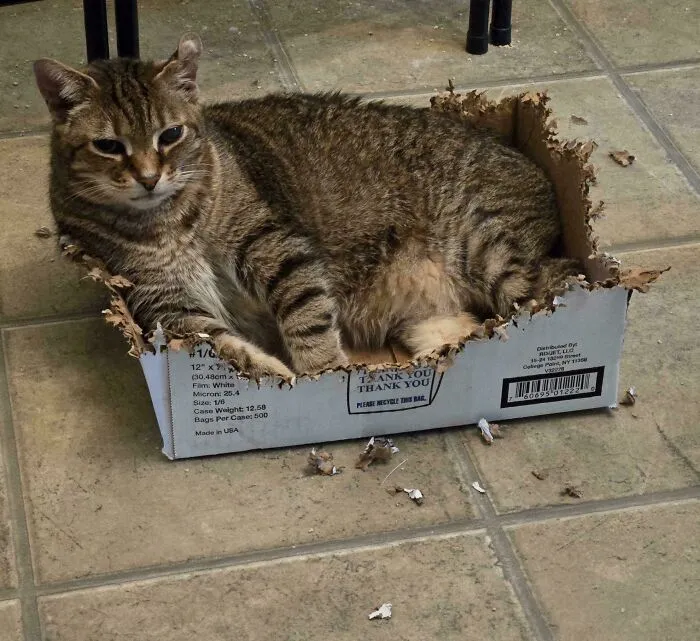 Charlie's New Project