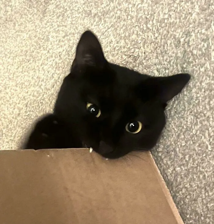 I Was Told My Void Belongs Here