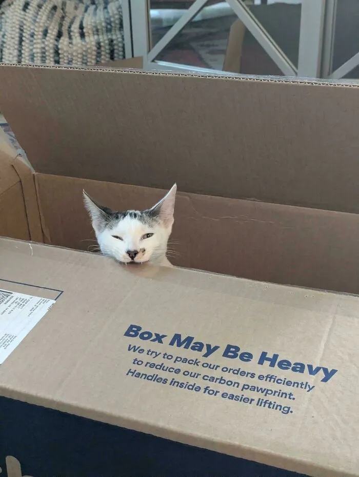 The Purrforator
