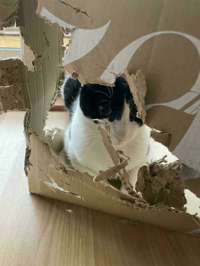 Yomi, The Box Installion Artist