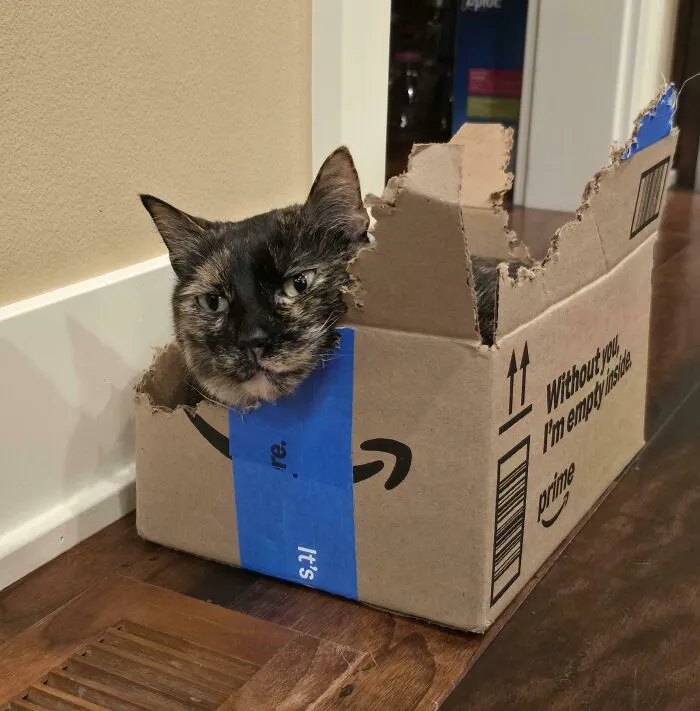 I Think I Adopted A Chainsaw