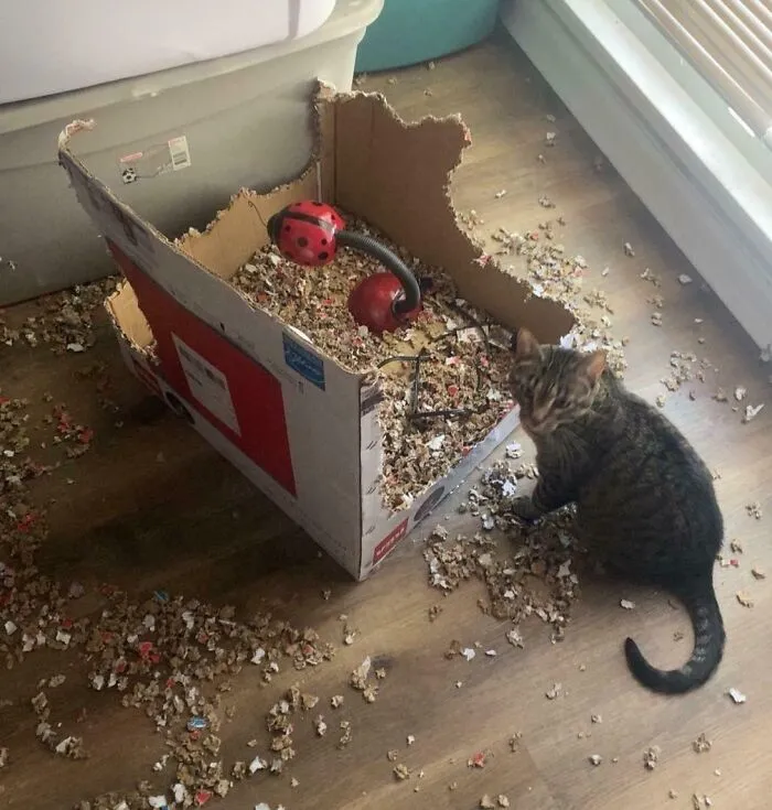 Was Told To Come Here For My Grinding Mill Of A Cat