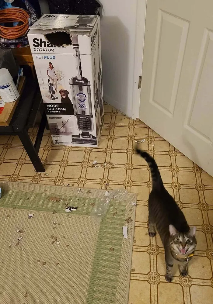 Glad My Cat Isn't The Only Weirdo
