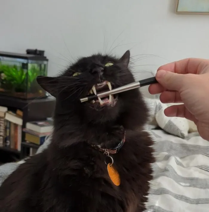 Chomp