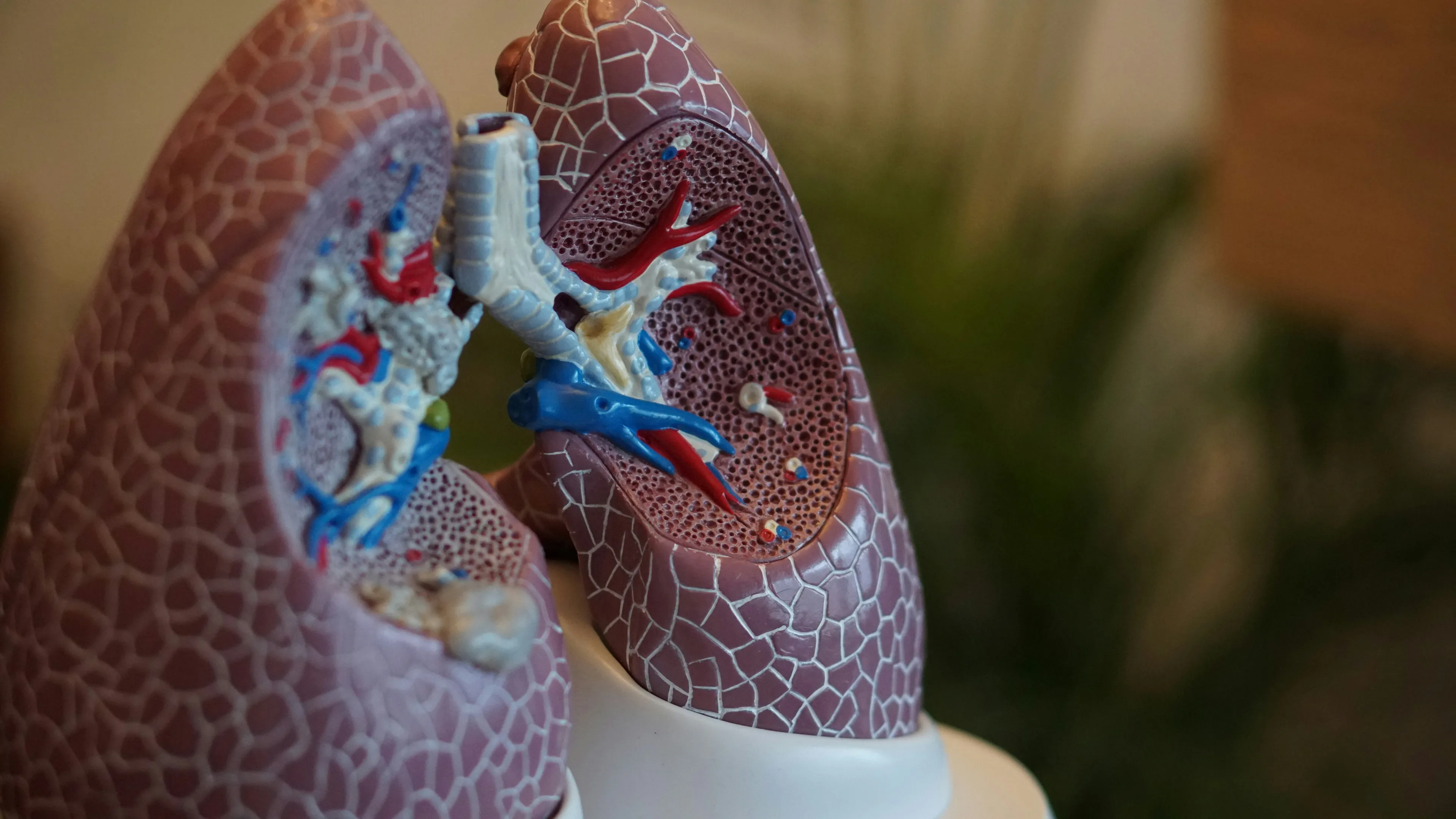 A detailed model of human lungs, showing internal structures. A visual for Science Human Biology Trivia.