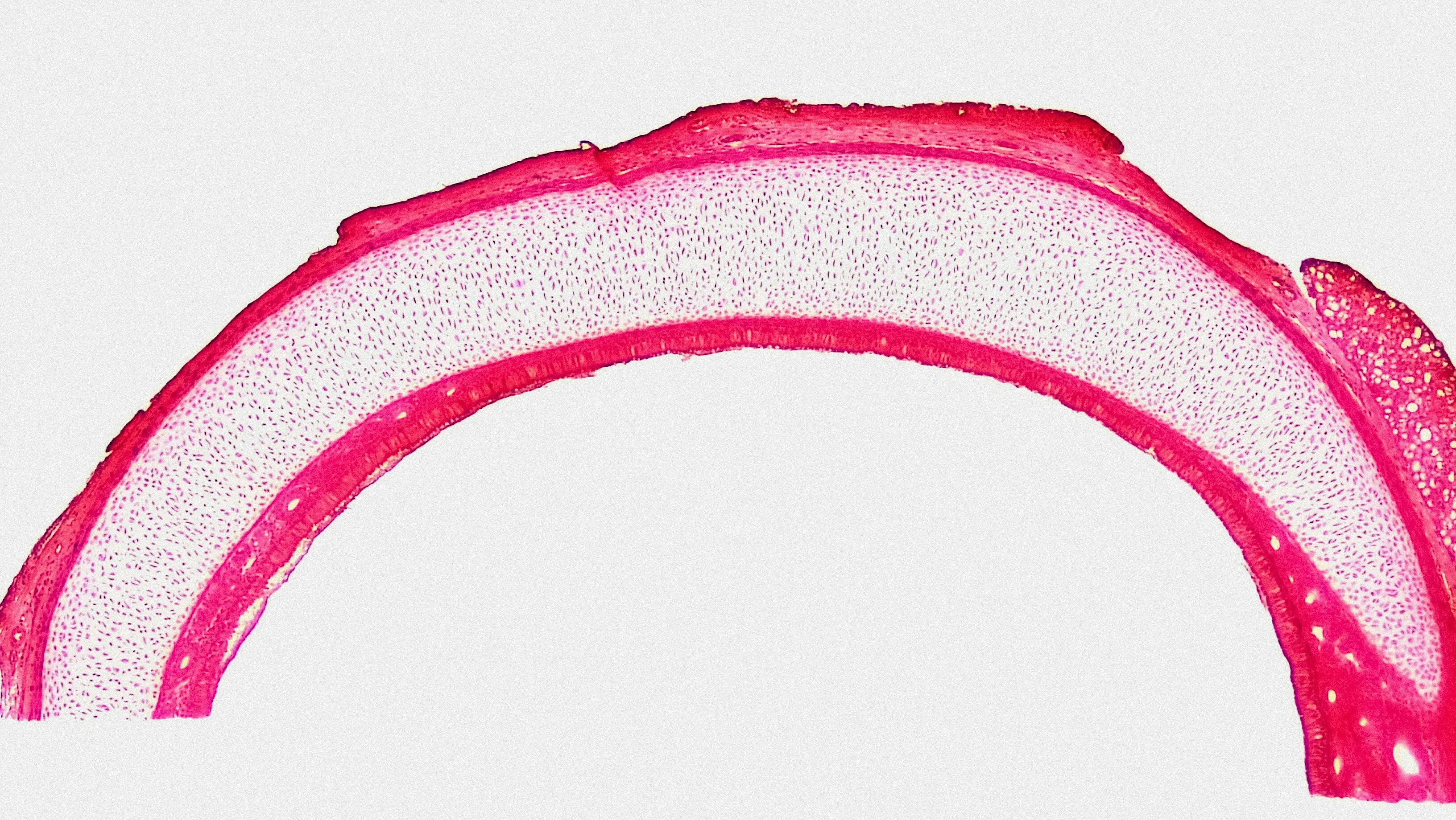 Microscopic image showing cartilage tissue structure. A pink arch of cells against a white background, useful for science human biology trivia.