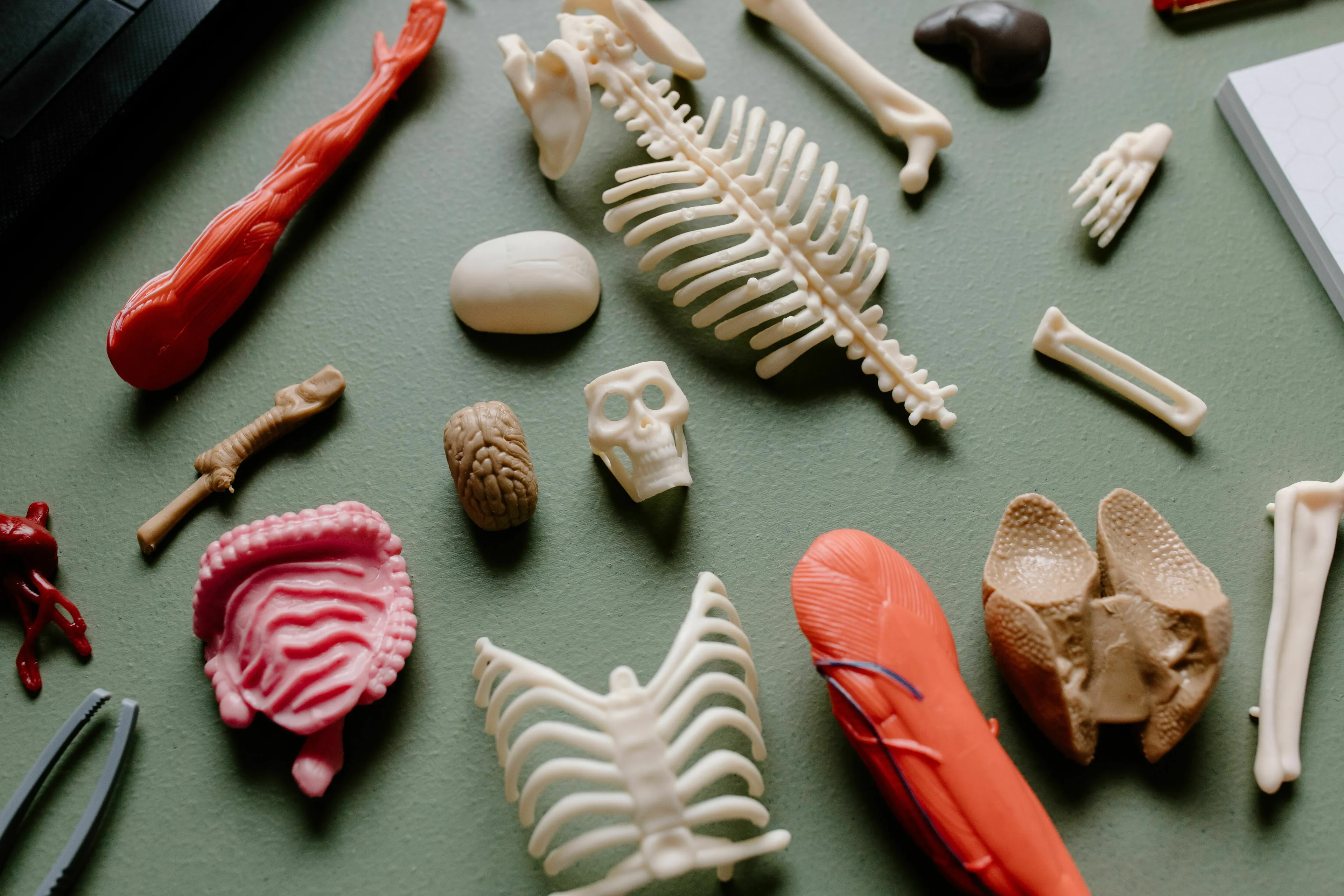 Science human biology trivia: Diverse miniature anatomical models of the digestive system and bones on a green surface.