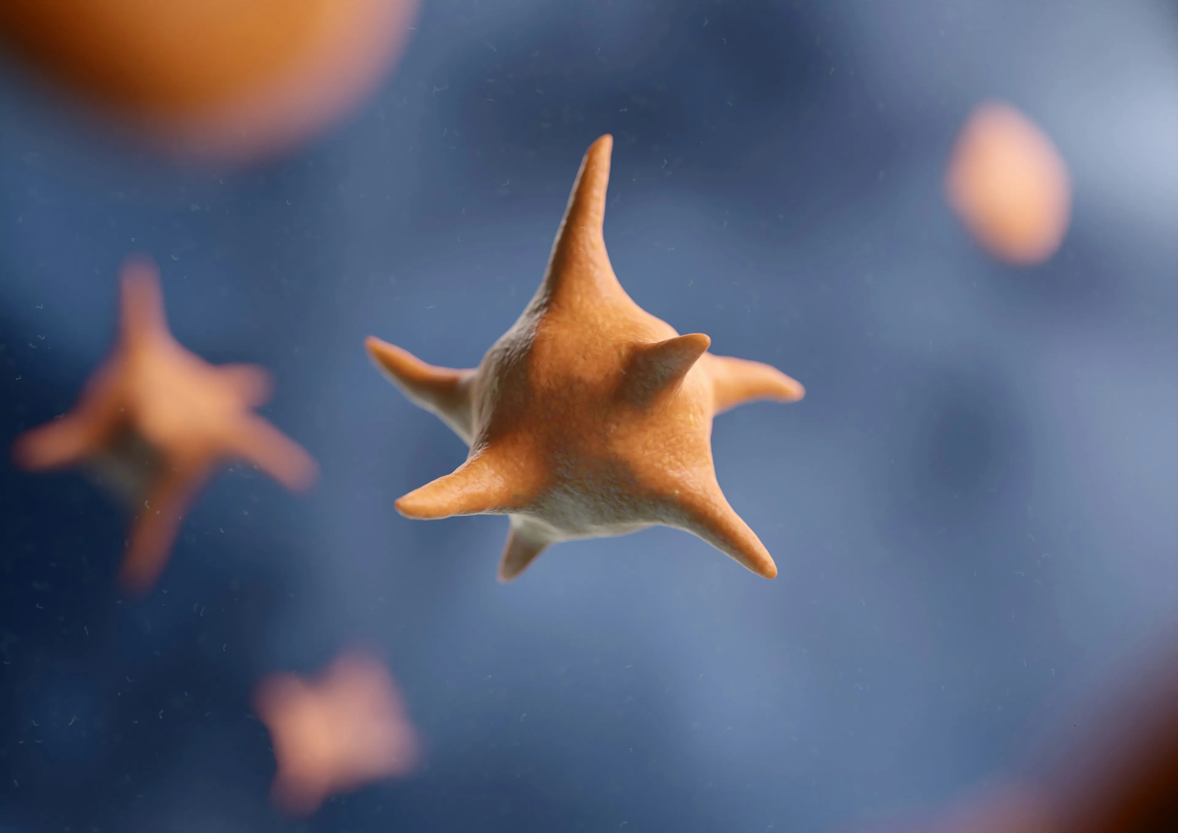 Microscopic view of orange, star-shaped platelets against a blue background. Science human biology trivia.
