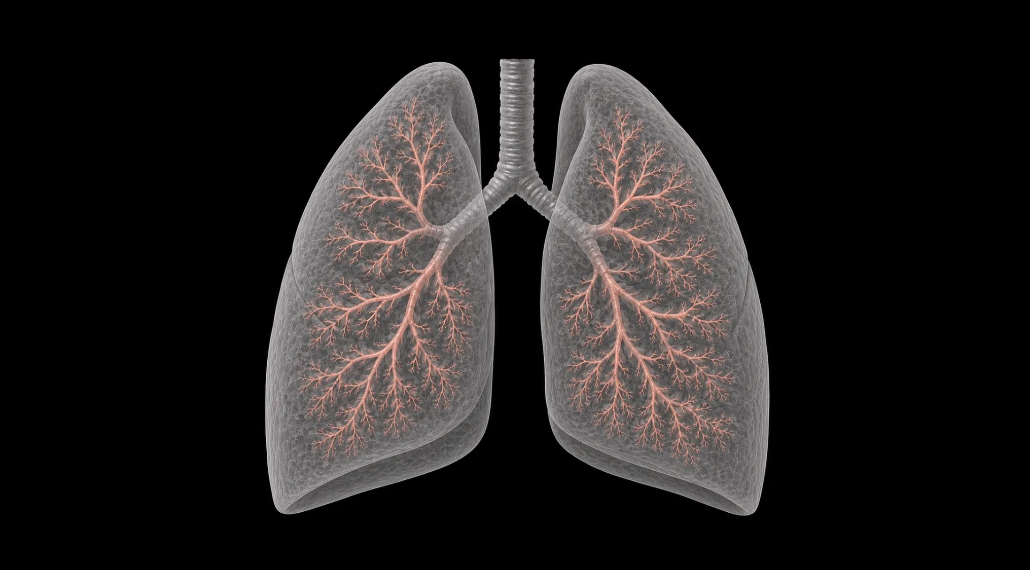 Science human biology trivia: 3D rendered human lungs with visible branching structures (bronchioles) inside on a black background.