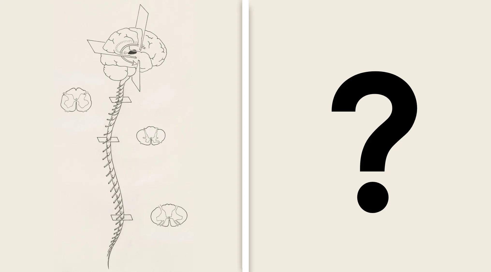 An outline drawing of the human brain and spinal cord next to a large question mark, for Science Human Biology Trivia.