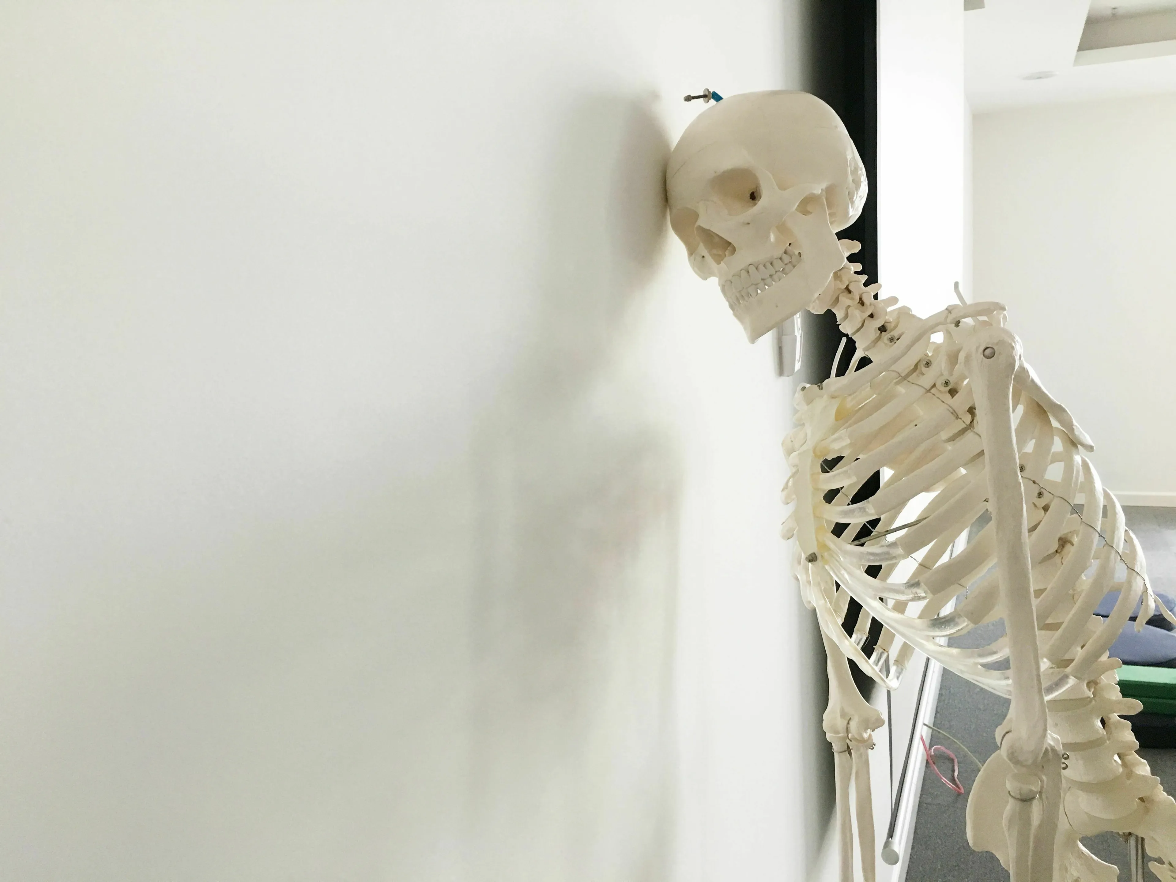 A human biology skeleton leaning against a white wall. The largest joint in the human body is a key trivia question.