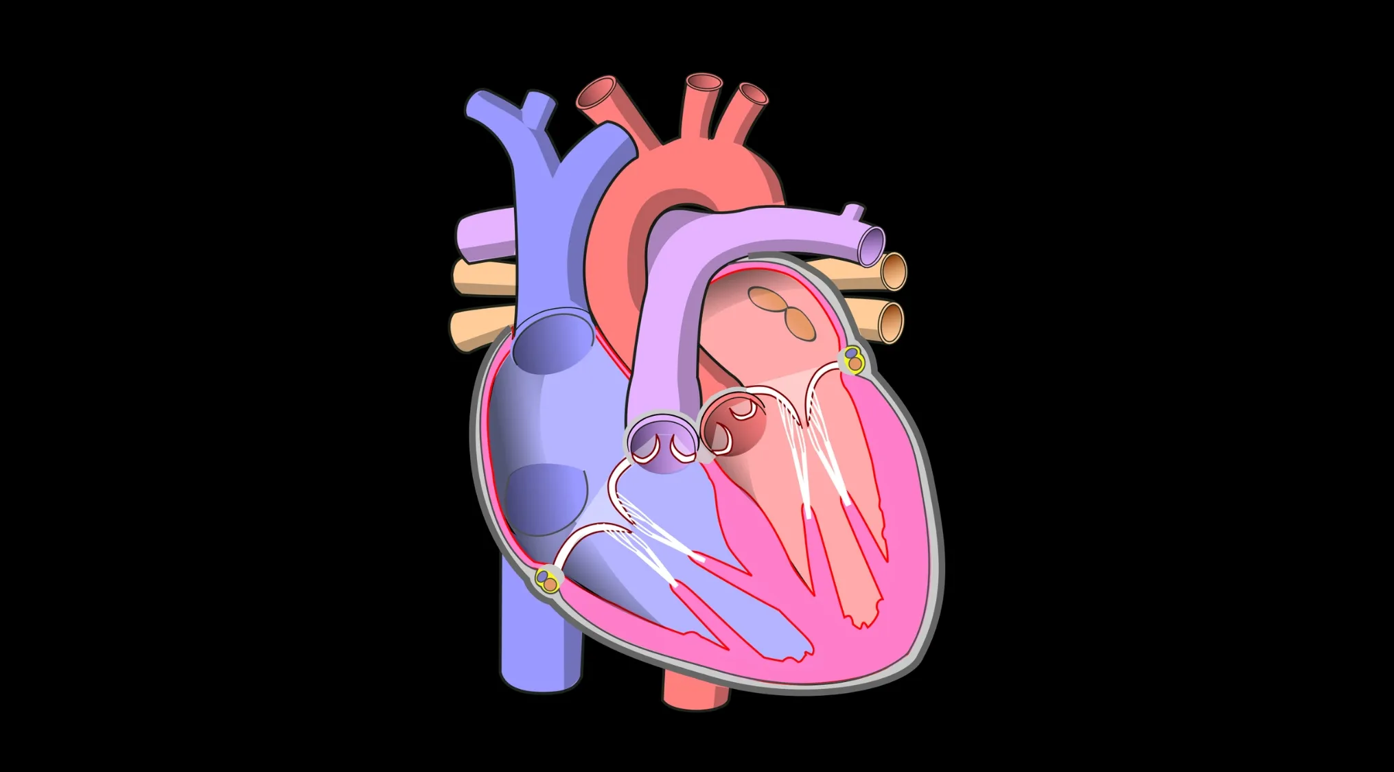 A human biology diagram of the heart on a black background. Science trivia about heart valves.