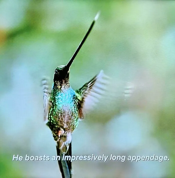 Hummerbird