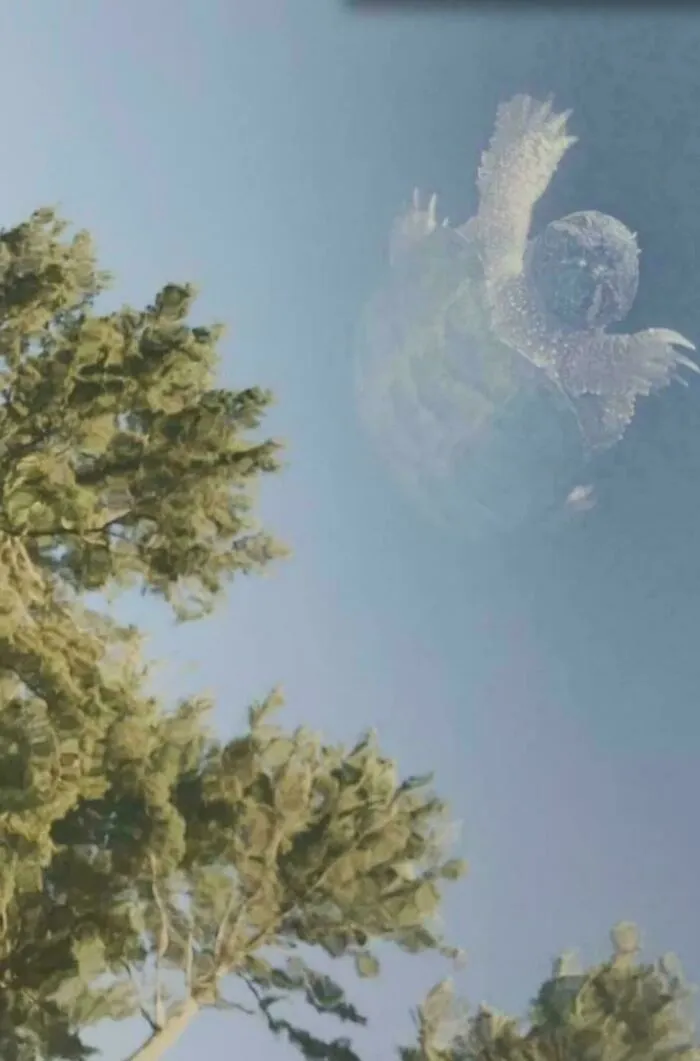 Turtle In Pond