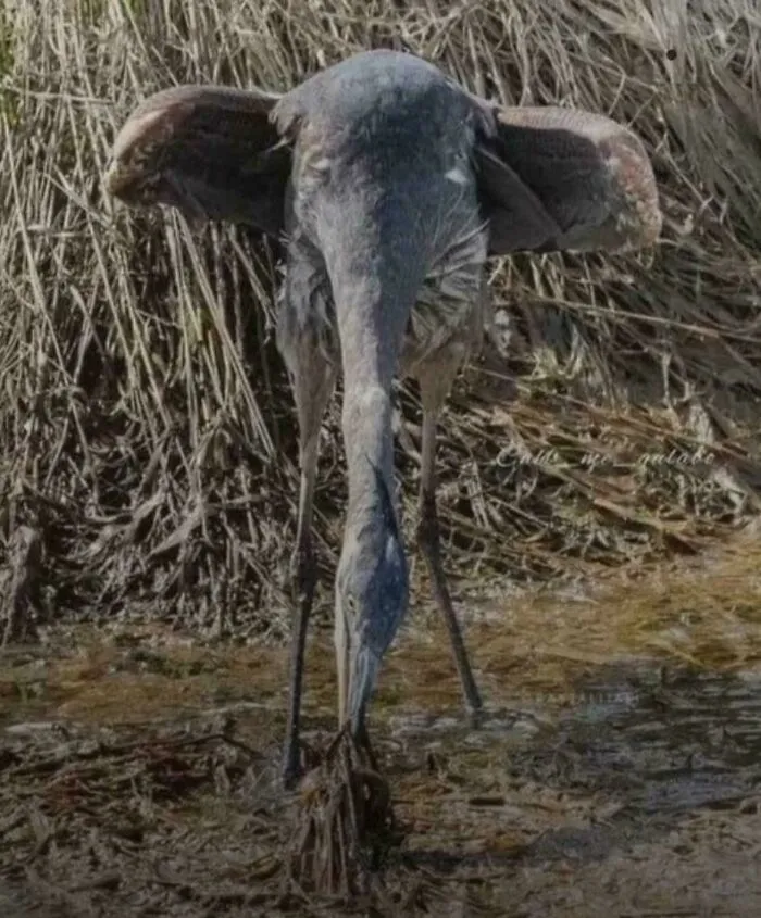 Elephant Bird