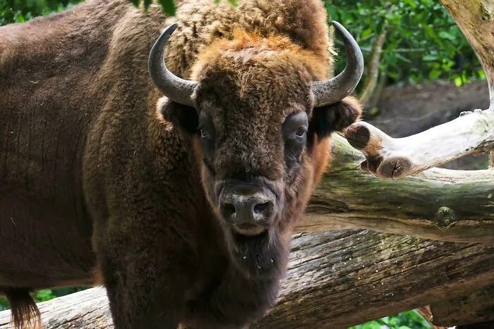 Wisent