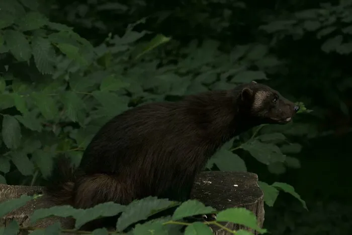 Wolverine