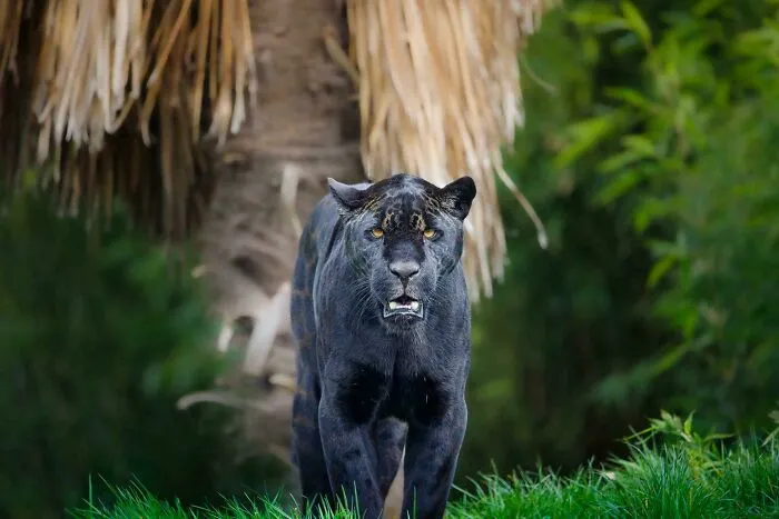 Black Panther (Melanistic Jaguar)