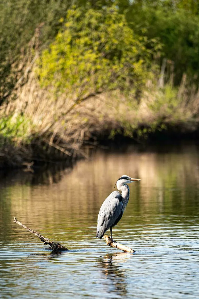 Grey Heron (Ardea Cinerea) Perched On A Branch, London