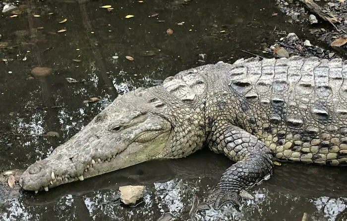 Crocodile, Mexico