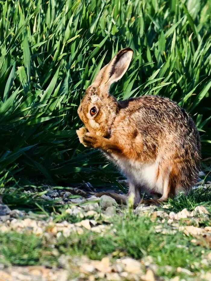 Peekaboo! Brown Hare, West Sussex