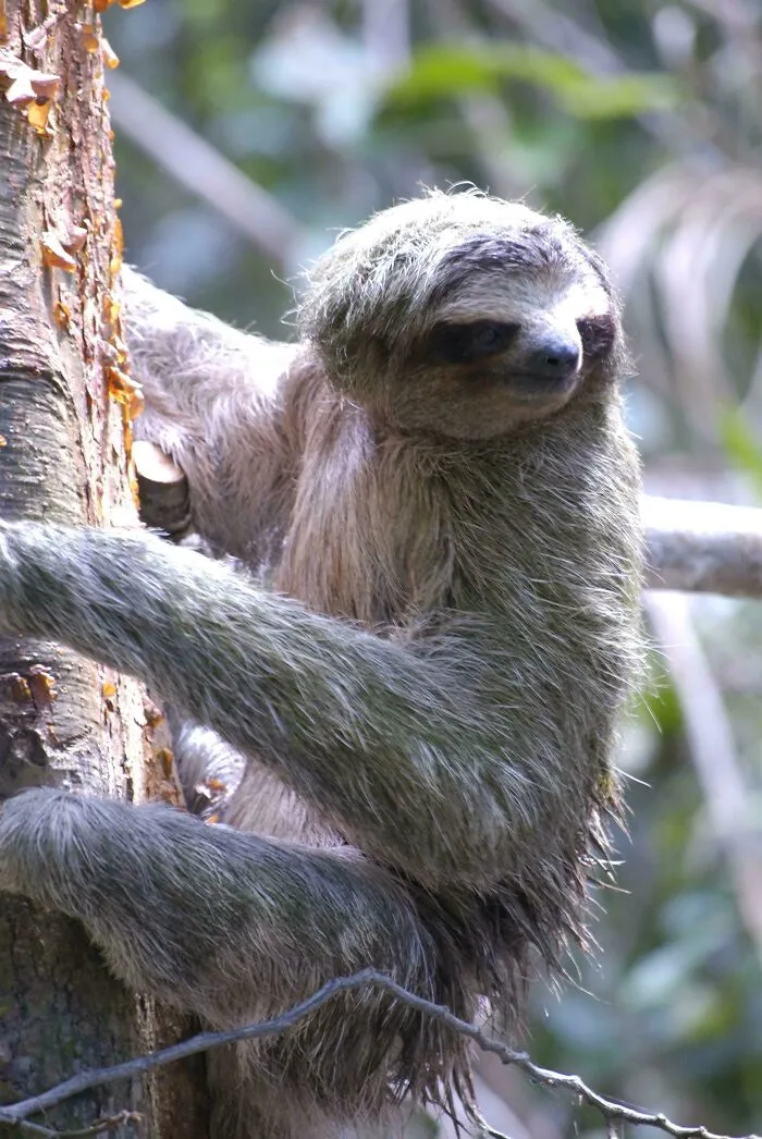 Sloth, Costa Rica
