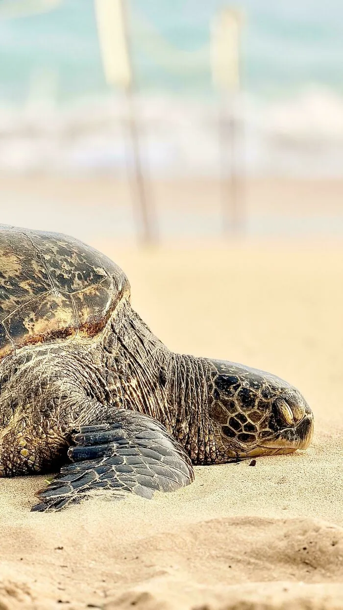 Honu Sunbathing At Poipu Beach, Kauai, Hawaii