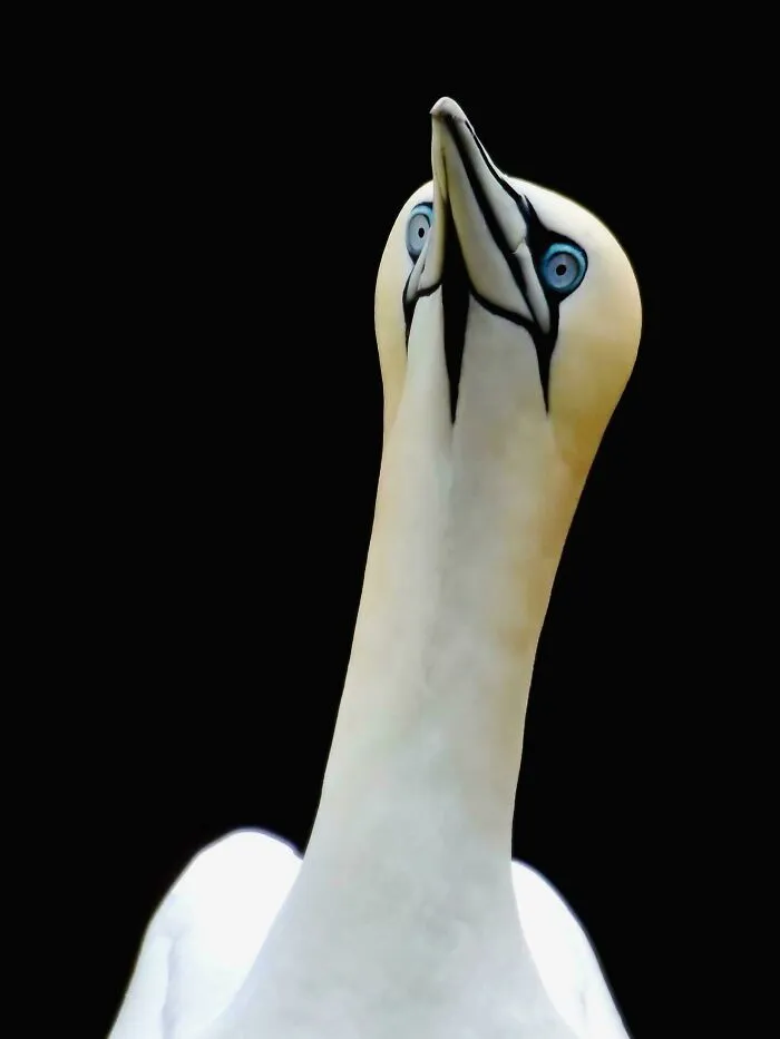 The Gannet, Rspb Bempton Cliffs, Yorkshire