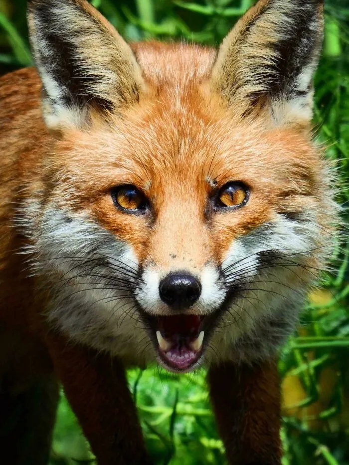 Fox Watching