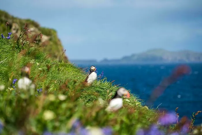 Puffins On The Isle Of Staffa, Scotland