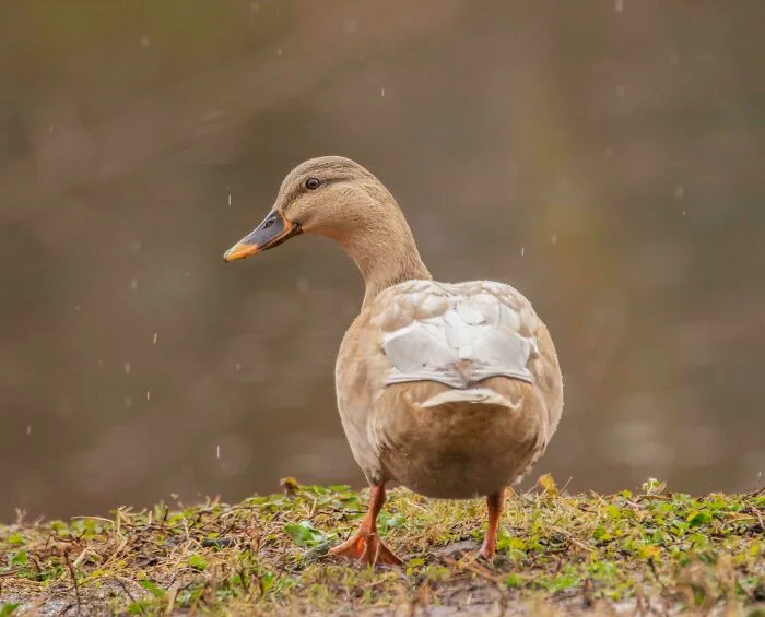 Blonde Female Mallard