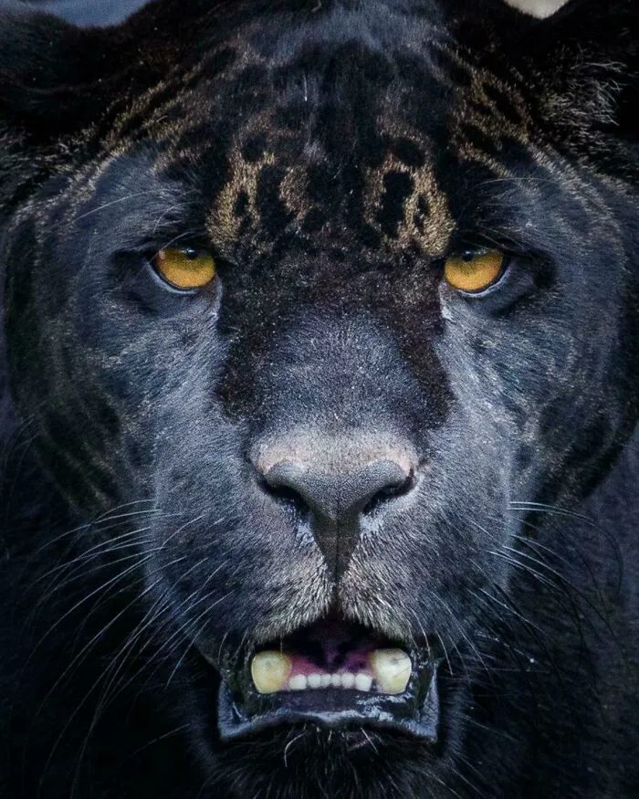 Up Close With A Melanistic Jaguar