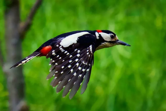 “In Flight”.  Great Spotted Woodpecker, Churt, Surrey