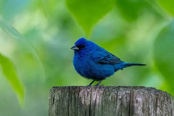 The Much Loved Indigo Bunting (Passerina Cyanea)