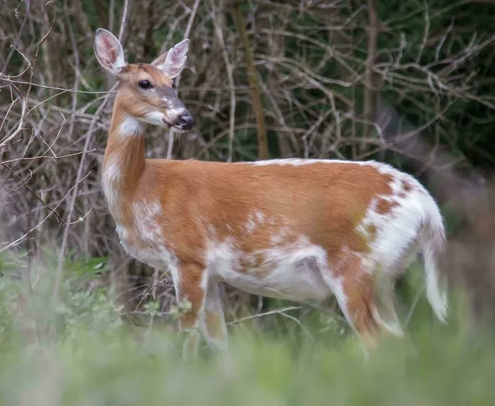 Rare Piebald Whitetail Deer In The Brush